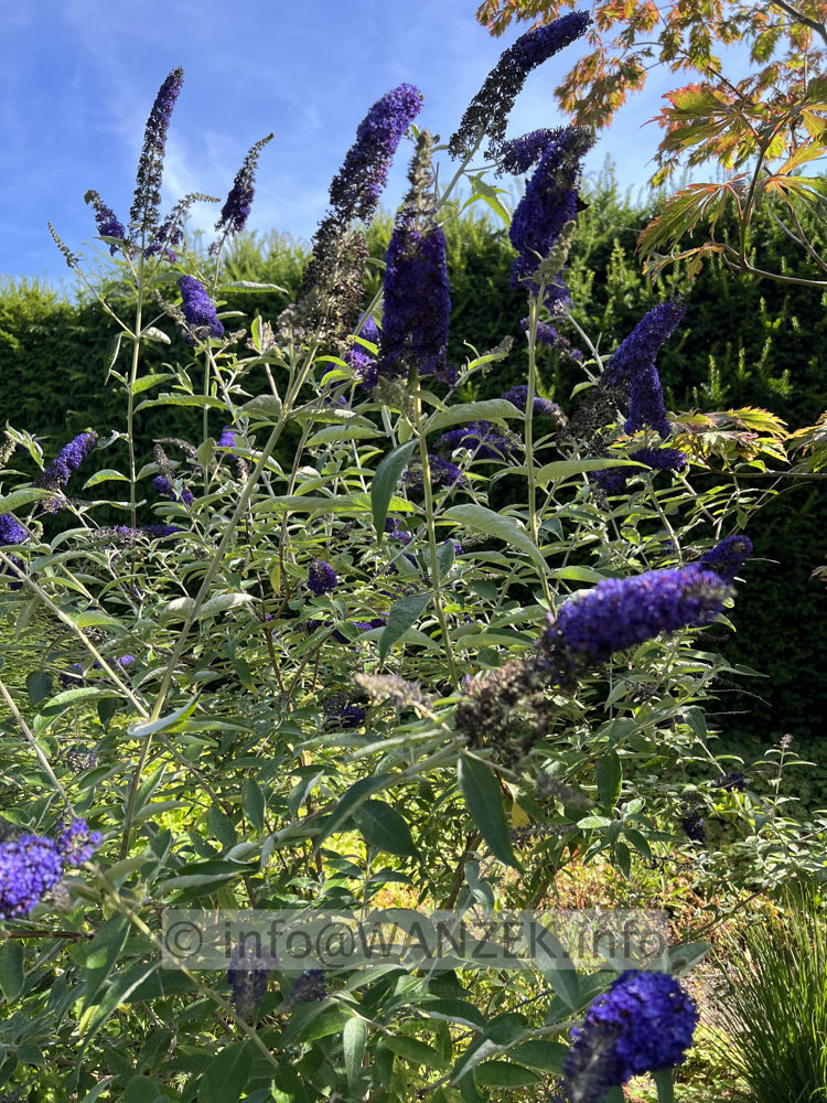 Buddleja Hybride Adonis Blue 01.jpg